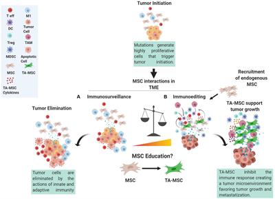 The Multifaceted Roles of MSCs in the Tumor Microenvironment: Interactions With Immune Cells and Exploitation for Therapy